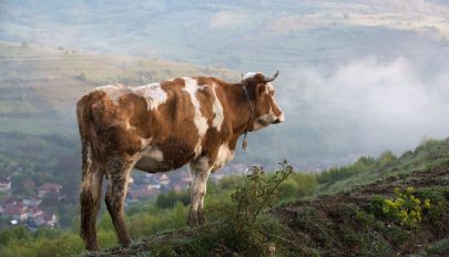 Különben nem lesz támogatás