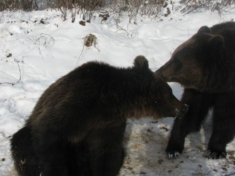 „Csak” juhokat ölnek