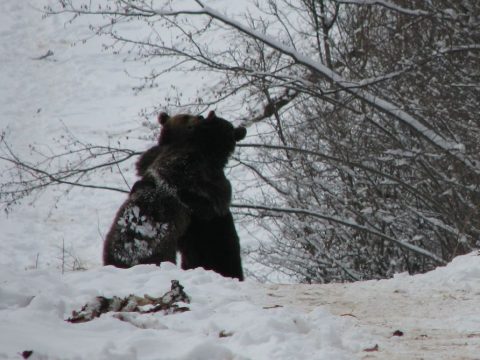 Bocsoznak a medvék