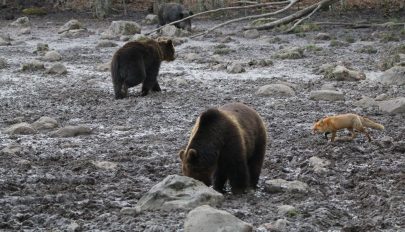 Miért várom jobban a tavaszt, mint a nyarat?