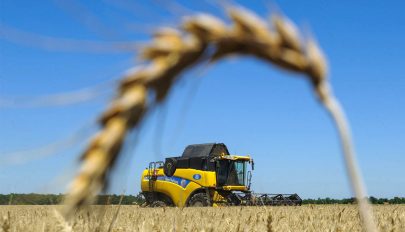 Az idei a legjobb búzatermés az ország uniós csatlakozása óta