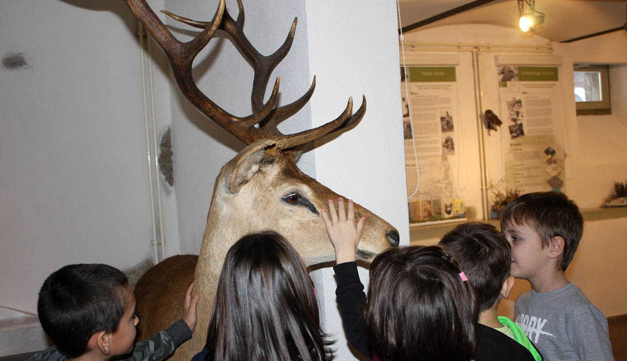 Adományokból gyarapodik a vadászmúzeum