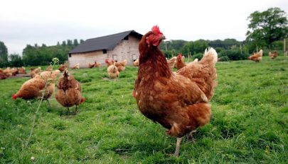 Összefogtak a tyúkok és megölték a rókát egy francia gazdaságban