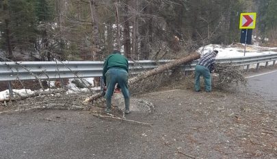 Fákat döntött az útra az erős szél Háromszéken