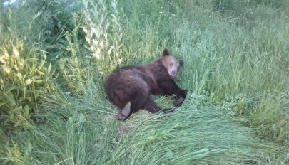 Elütöttek egy medvét Brassó mellett, a sérült állatot a zernyesti rezervátumba szállítják