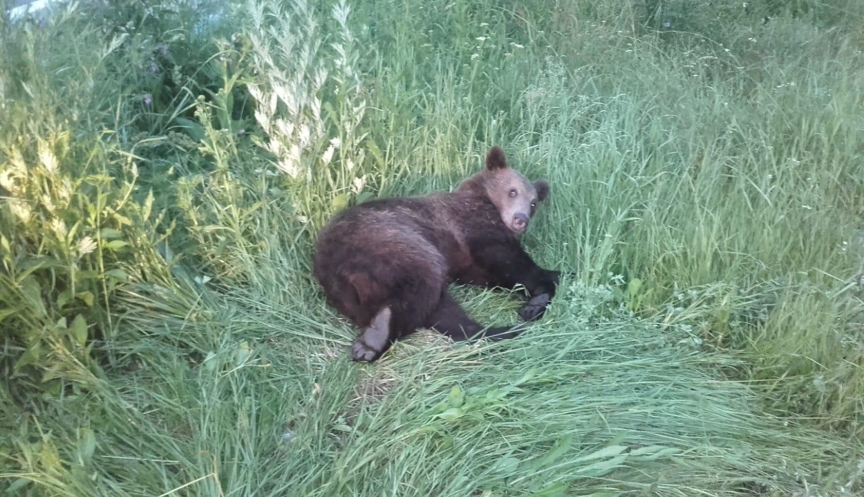 Elütöttek egy medvét Brassó mellett, a sérült állatot a zernyesti rezervátumba szállítják