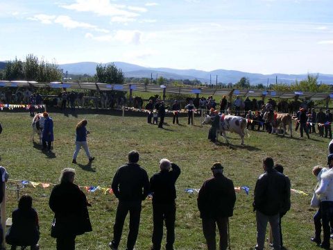 Stadion épülhet Kovásznán