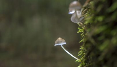 Varázsgombával győznék le a depressziót svájci kutatók