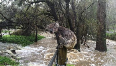 Az erdőtüzek után most áradások okoznak gondot Ausztráliában