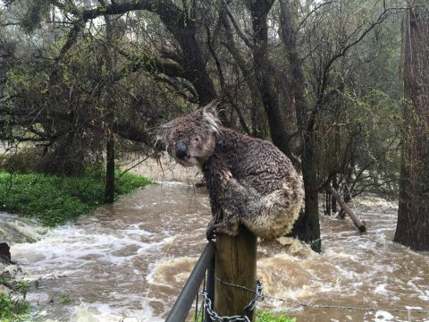 Az erdőtüzek után most áradások okoznak gondot Ausztráliában