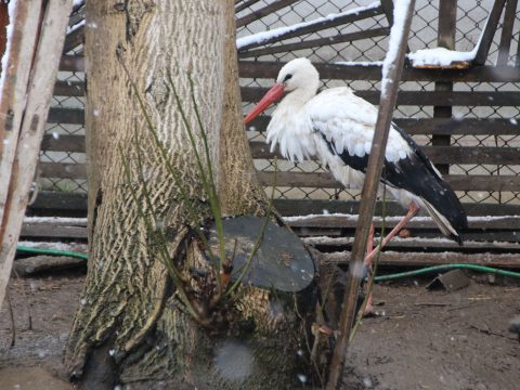 Gólyák nem vírusgazdák