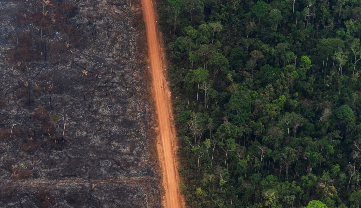 Rekordmértékben nőtt az erdőpusztítás az Amazonas-medencében