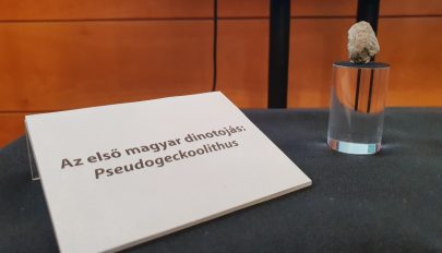 Azonosították az első magyarországi dinoszaurusztojás-leletet