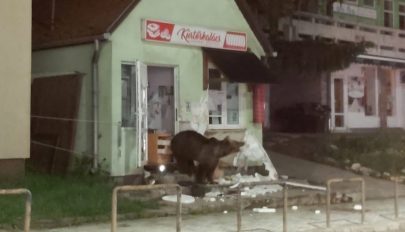 Boltba és panzióba törtek be a medvék Tusnádfürdőn