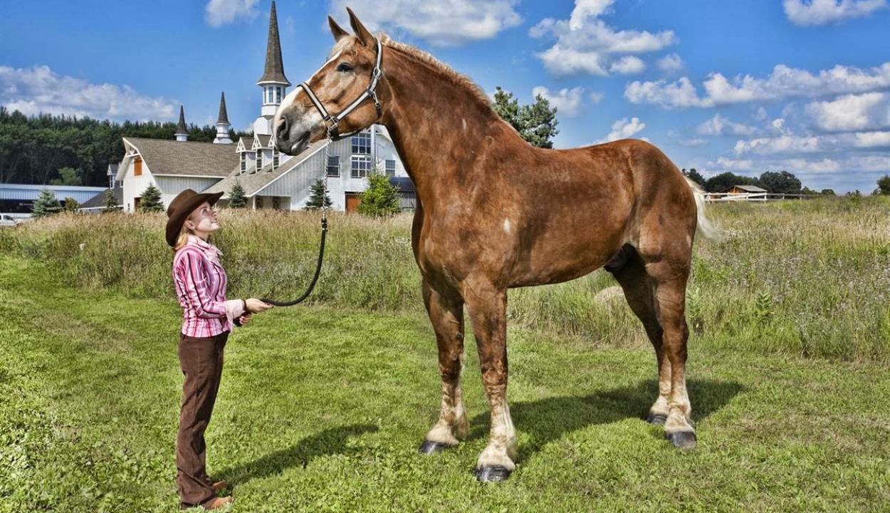 Elpusztult Big Jake, a világ legmagasabb lova