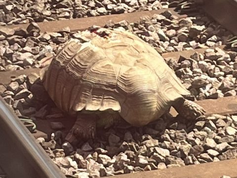 Óriásteknős állította le több órára a vonatforgalmat Angliában