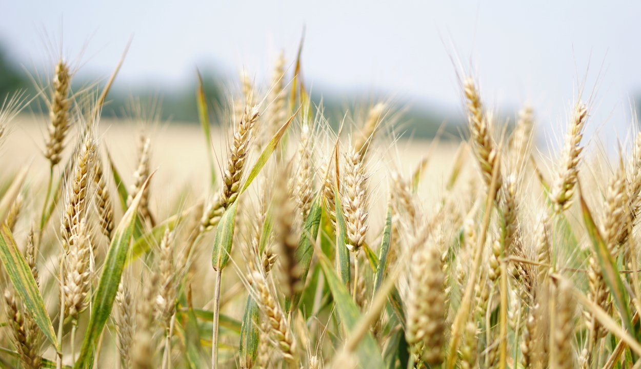 Putyin lehetségesnek nevezte az ukrajnai gabonaexport korlátozását
