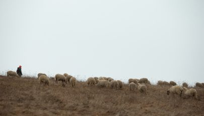 Az illegális legeltetést visszaszorítását célzó törvénytervezetet fogadott el a szenátus