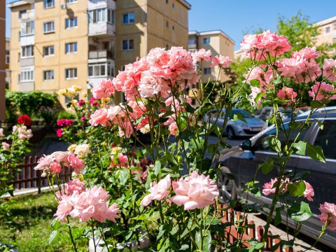 Több támogatás zöldövezetek szépítésére