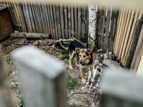 Ellenőrizni fogják a háromszéki kutyatartókat