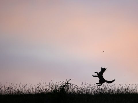 Kézdivásárhelyi fotográfus készítette az év természetfotóját