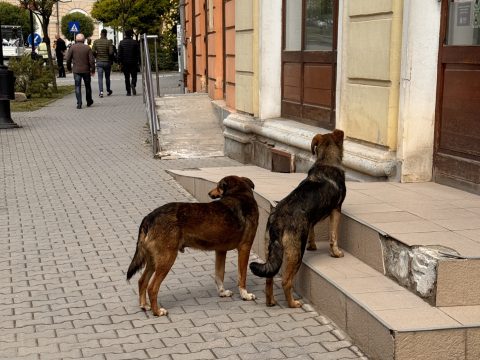 Célzottan keresik a kóbor ebeket Sepsiszentgyörgyön