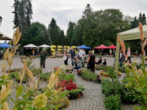 Minden hétvégére jut esemény, most éppen virágvásár zajlik Sepsiszentgyörgyön