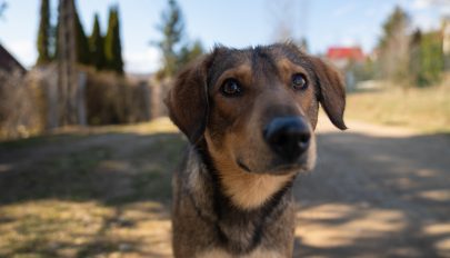 Bőven akadnak kóbor kutyák Sepsiszentgyörgyön, folytatják a keresést