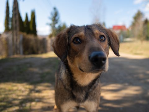 Bőven akadnak kóbor kutyák Sepsiszentgyörgyön, folytatják a keresést