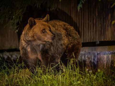 Medve kószál Kézdivásárhely kijáratánál