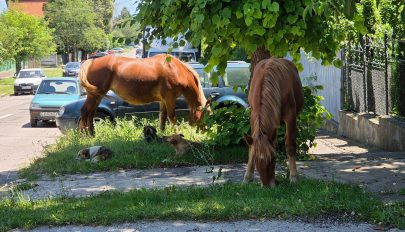 Kóbor lovaktól féltik autóikat a sepsiszentgyörgyiek