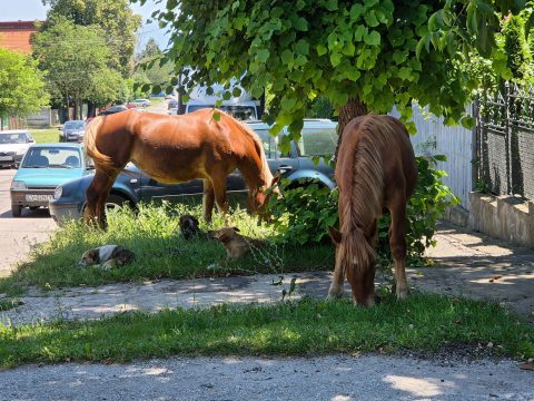 Kóbor lovaktól féltik autóikat a sepsiszentgyörgyiek