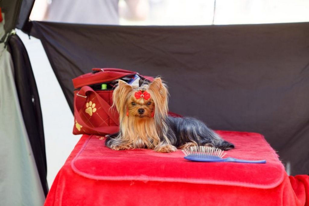 A yorkshire terrier is sokak kedvence és ennek megfelelően viselkedik is. Fotó: Kovászna Megyei Ebtenyésztő Egyesület