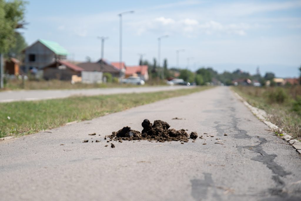 Lócitrom a járdán. Nem kutyagumi. Fotó: Tuchilus Alex