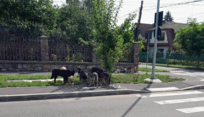 Nem tudja tartani az ütemet a kóbor kutyák számának növekedésével a szépmezői kutyamenhely