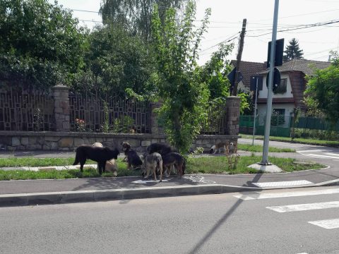 Nem tudja tartani az ütemet a kóbor kutyák számának növekedésével a szépmezői kutyamenhely