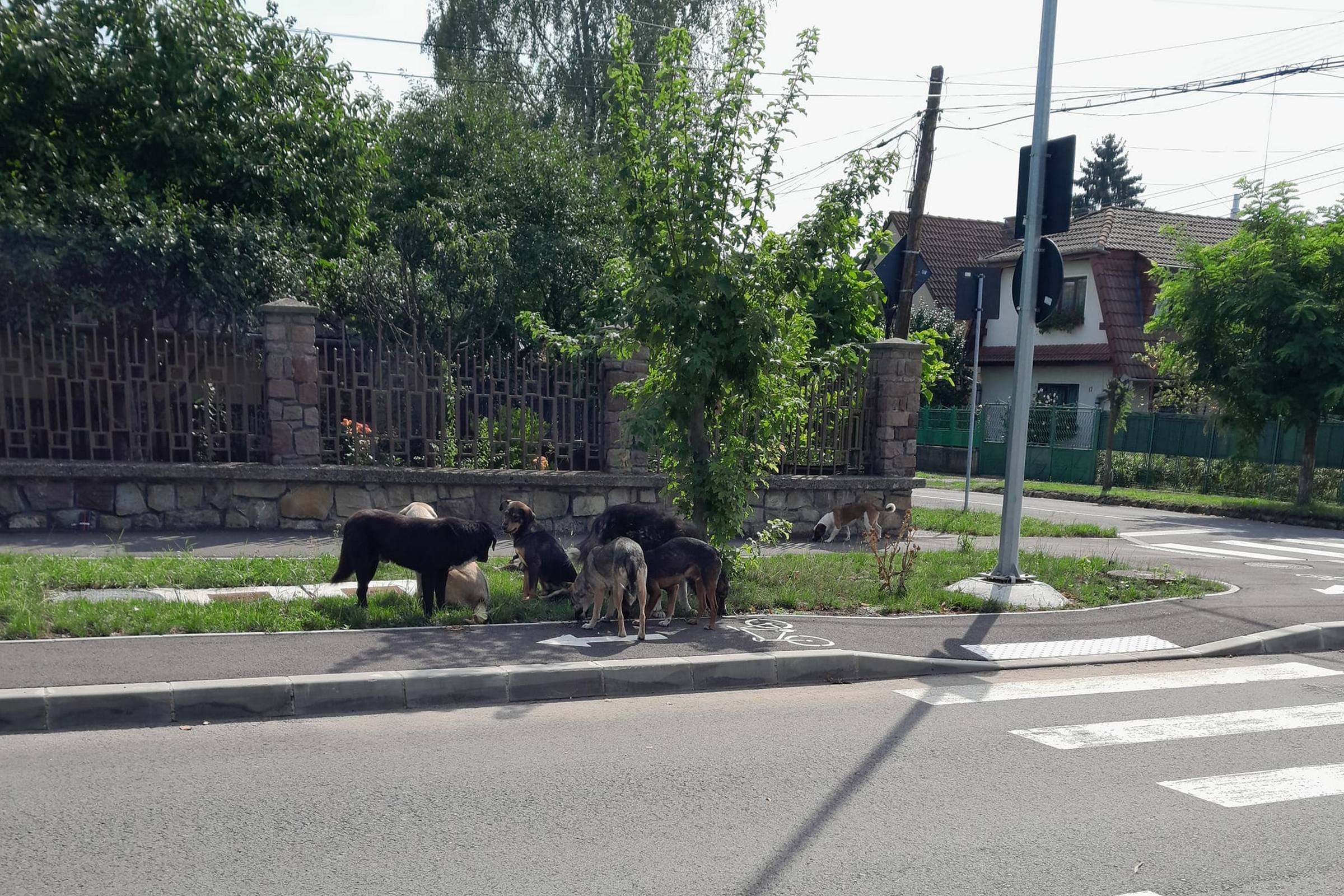 Nem tudja tartani az ütemet a kóbor kutyák számának növekedésével a szépmezői kutyamenhely