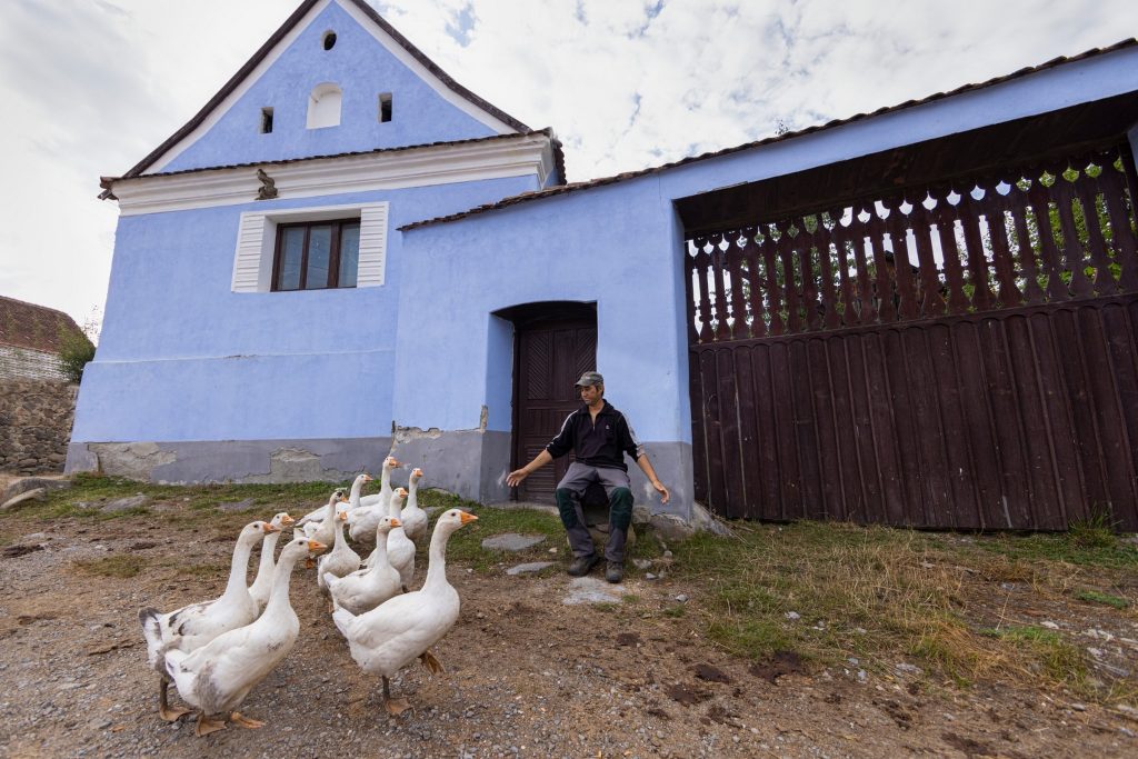 Libák a Homoród mentén. Márton-napra várva?! Fotó: Nagy Botond/Székely Kalendárium