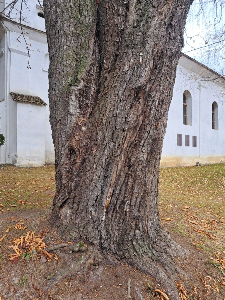 Fotó: Boldizsár Ferenc