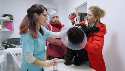 Szívvel-lélekkel dolgoznak azokért az állatokért is, akiket mások cserben hagytak