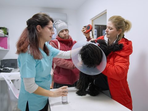 Szívvel-lélekkel dolgoznak azokért az állatokért is, akiket mások cserben hagytak