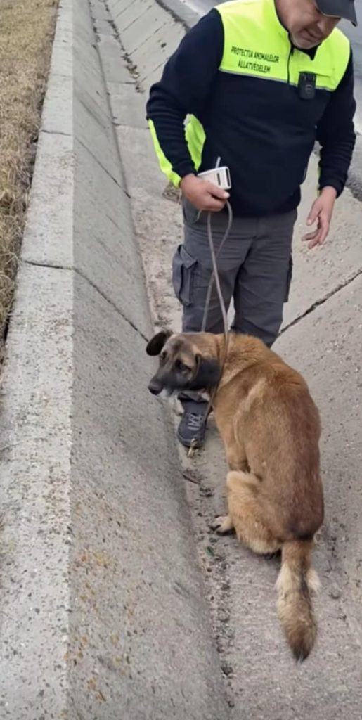 A félig lebénult kutya segítségére tavaly télen siettek az állatvédők. Fotó: Forró Béla