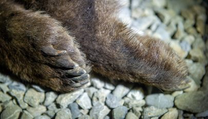 Ötvennégy medve kilövése kevésnek tűnhet, mégis sokat jelent a gazdatársadalomnak