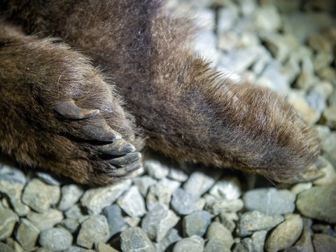 Ötvennégy medve kilövése kevésnek tűnhet, mégis sokat jelent a gazdatársadalomnak