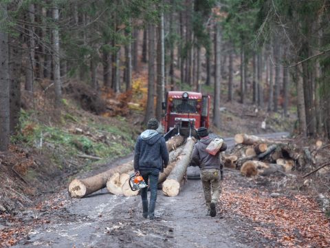 Háborognak a szakmai szervezetek, mert sok sebből vérzik az új erdészeti törvénykönyv