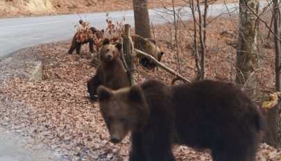 Bájosak, de továbbra is vadállatokként kell kezelni a bálványosi medvebocsokat